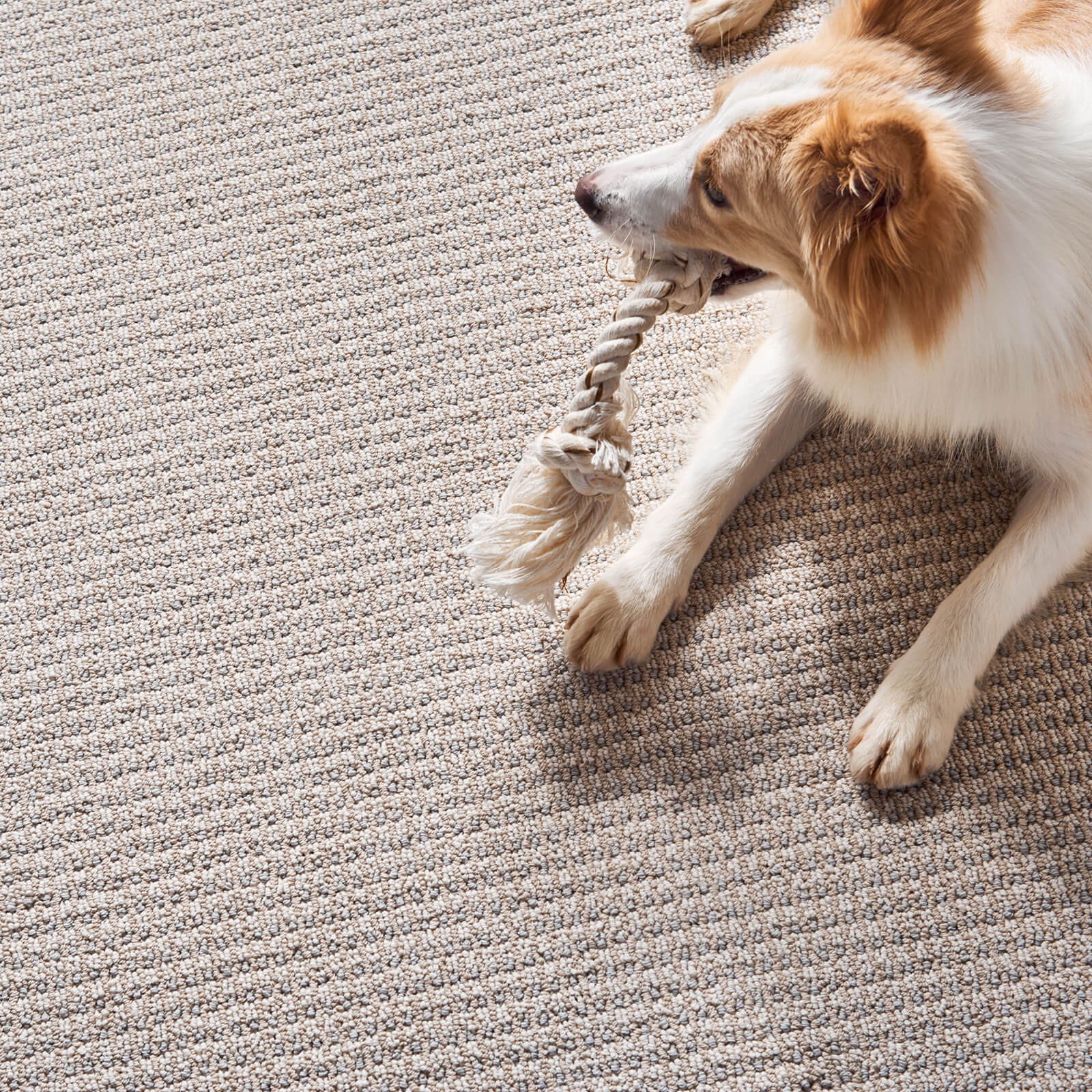 Pet friendly carpet | Winton Flooring & Design