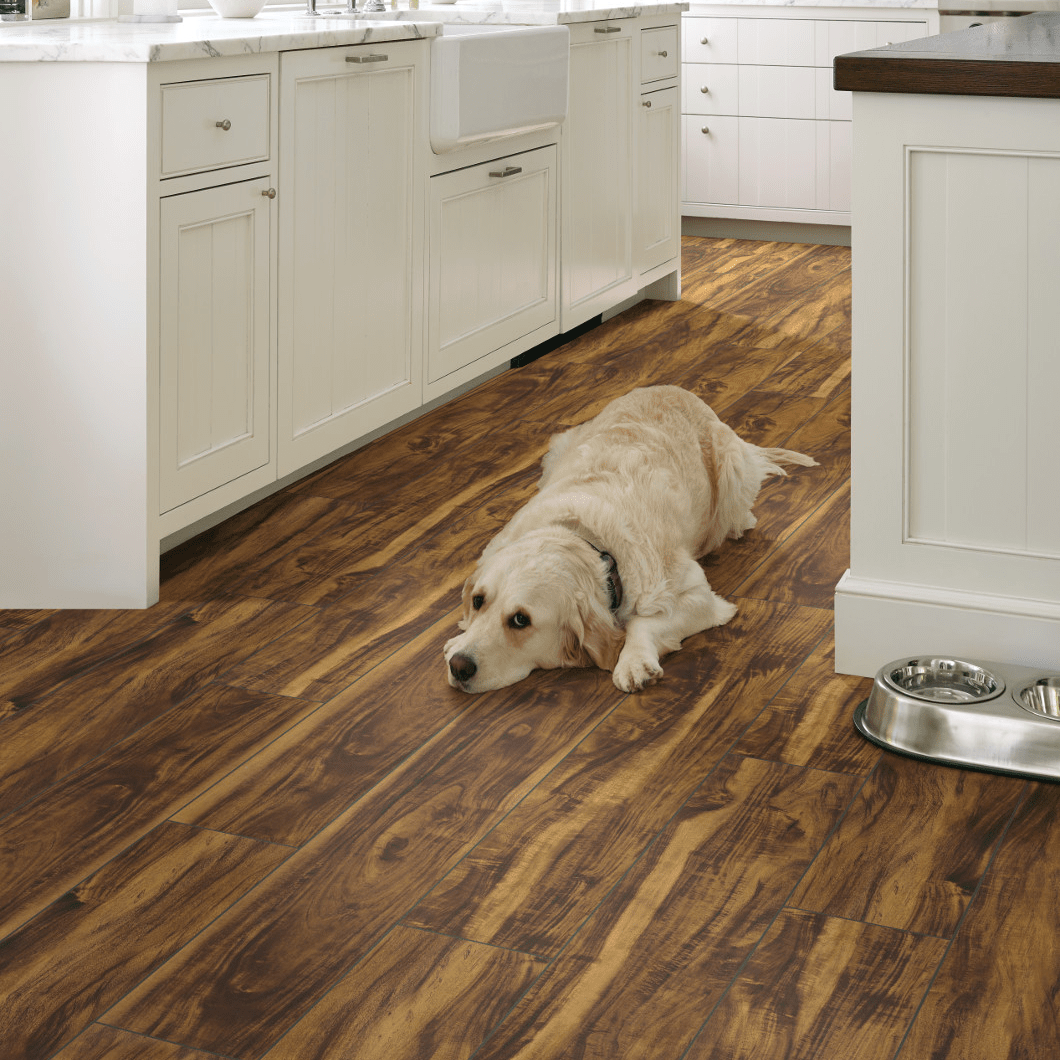 Pet friendly floor | Winton Flooring & Design