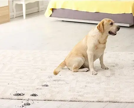 Area-rug-care-Dirt-Debris Rug care | Winton Flooring & Design